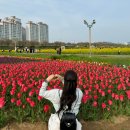 씨유 창녕남지유채점 | 경남 꽃구경｜창녕 남지 유채꽃 축제 후기