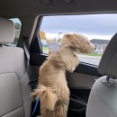 J동물병원 이미지