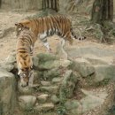 호랑이와 반달곰 이미지