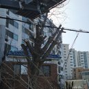 대해벌목