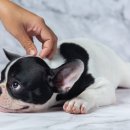 토평동물병원 이미지