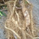 우리산약초 이미지