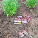 광성농장 이미지