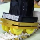 대연테라토피아 - 부평구 십정동 | 대연테라토피아