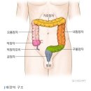 장부-폐장,대장