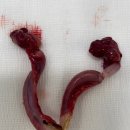 포레브동물의료센터 이미지