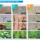 주식회사 다가치 | 잡초관리 제초제 추전 #10 알방동사니 방제. 초기제조제, 중기제초제, 후기제초제 체계처리, 드론활용 방법