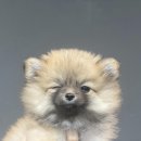 나눔펫 책임분양소 강아지분양 일산점 이미지