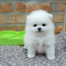 아이러브독 서초점 이미지