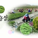 대신함초 네이버블로그