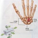 '스트라이크 존' 근육 강화하면 관절-척추 병원 갈 일 없다 이미지