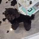 보드레 애견미용실 이미지