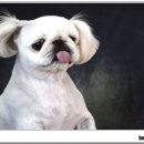 복길이집
