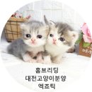 홈브리딩