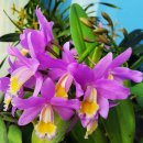 우리집 배란다에 카틀레아 꽃 종류 이미지