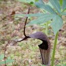 두루미 농원 이미지