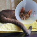 고양이 하루 이미지