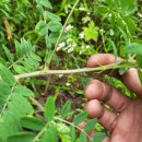 삼대제3농장 이미지