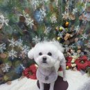 슈가독살롱 이미지