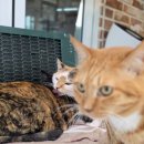 인형의 거리(쥐) | 부천 묘한사랑 유기묘카페 후기 고양이카페 인식이 달라진 곳