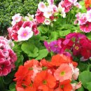 형제농원 이미지