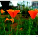 켈리포니아 이미지