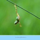 청개구리 이미지