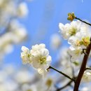 원주굽이길 5코스 버들만이길 | 매화꽃 피는 원주 강원감영 가볼 만한 곳