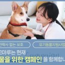 도그마루 이미지