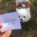 와와멍# 이미지