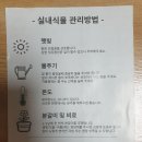 산성토 애호 블루베리(Blueberry) 묘목 관리방법 이미지