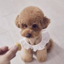 꽃강아지 이미지