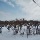 솔농장 네이버블로그