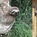 공룡발톱 이미지