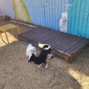 총각네애견 | 기장 애견카페 어라운드펫 뛰어놀기 좋은 정관 애견운동장