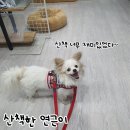 미소 Daum카페