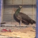 문영식 농장 이미지