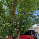 마을회관옆 이미지