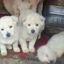 보배농장 이미지