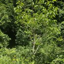 전남 진도군 운림산림욕장 수국정원+용장성-상봉 코스/무안군 회산백련지 연꽃축제장 경유/2025.6.23.월 이미지