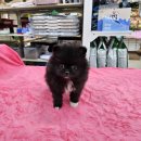 맹구와 땡칠이 이미지