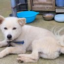 백구로-1 이미지