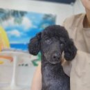 하이펫살롱 이미지