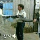 맥 Daum카페
