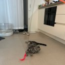 털뭉탱이 이미지