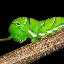 나비 한살이 이미지