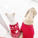 해피 애견 놀이방 이미지