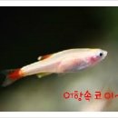 코이 - 미추홀구 경인로 158 | 코이