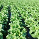 김수자농장 이미지