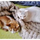 샘마을1길 9 이미지